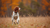 HARVEST UPLAND — Premium Upland Bird + Small Game Website Template — HU hero field dog
